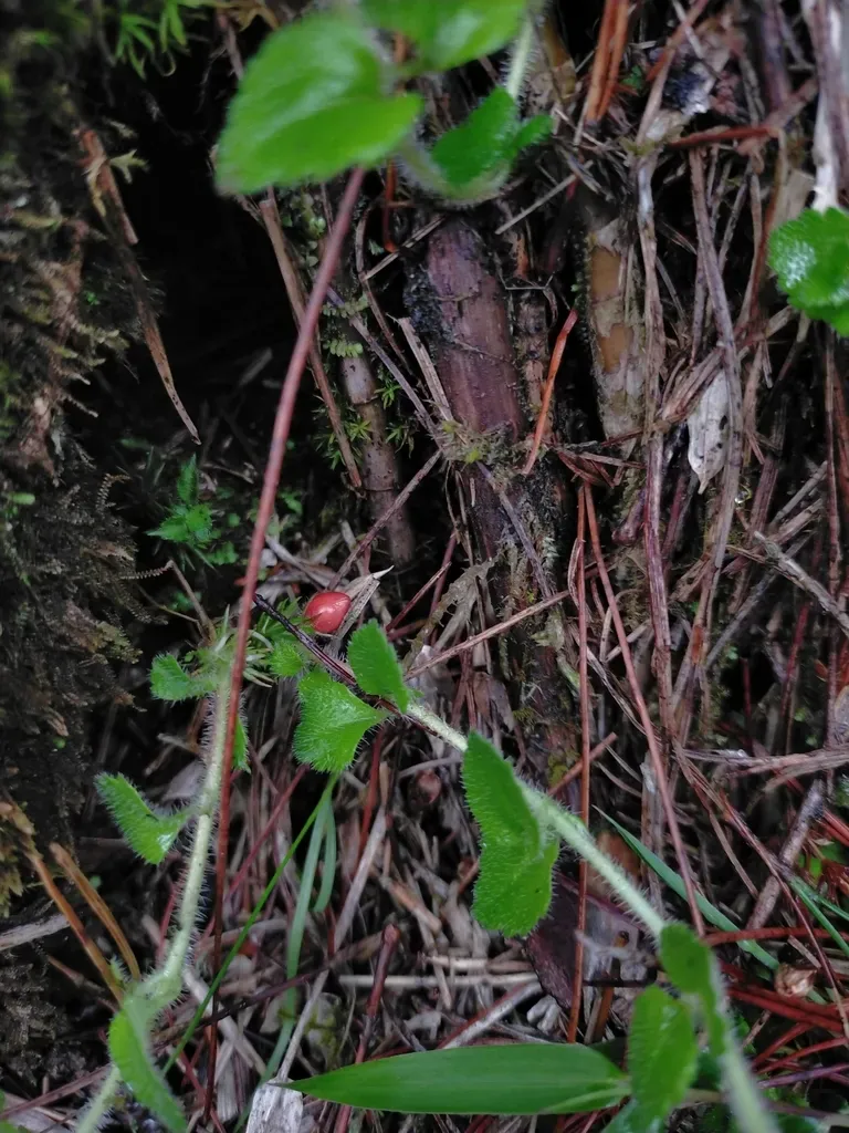 Hemiphragma Heterophyllum