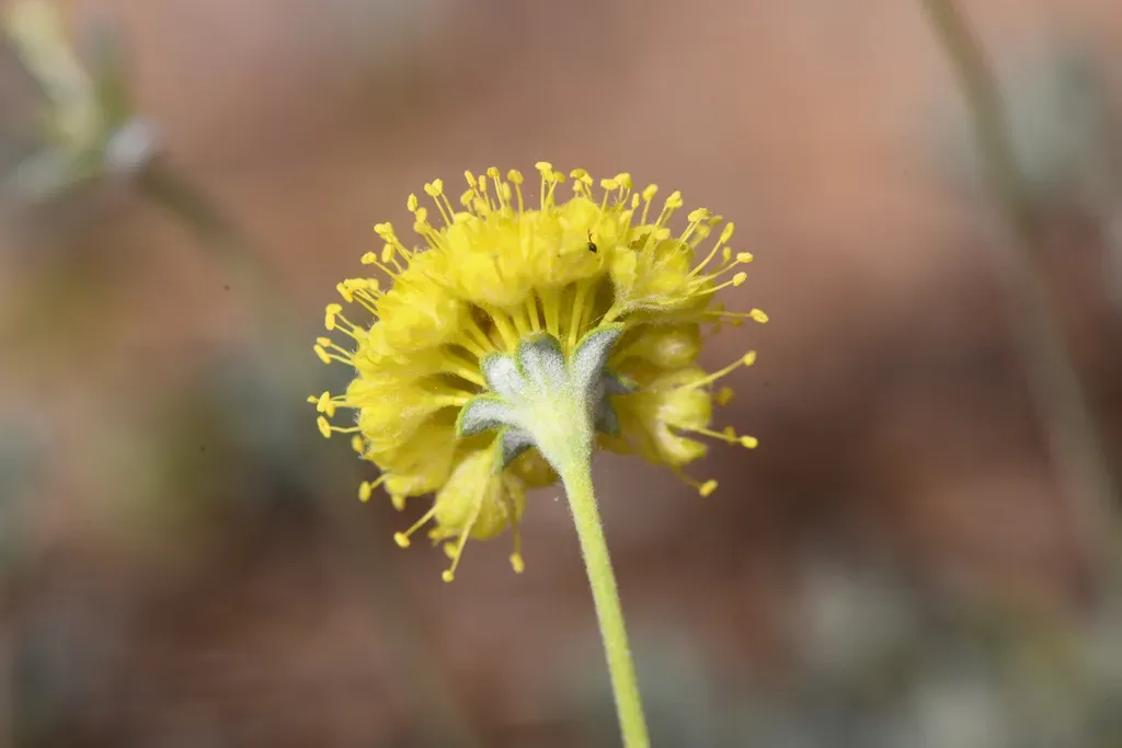 Tripod Buckwheat