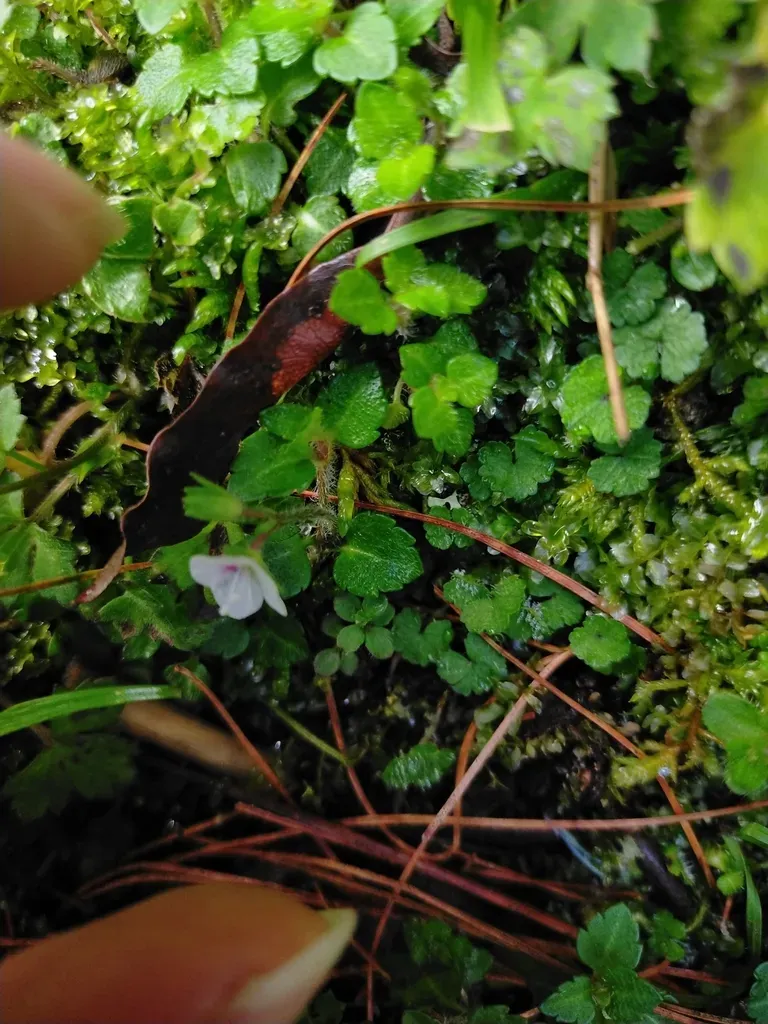 Veronica Oligosperma