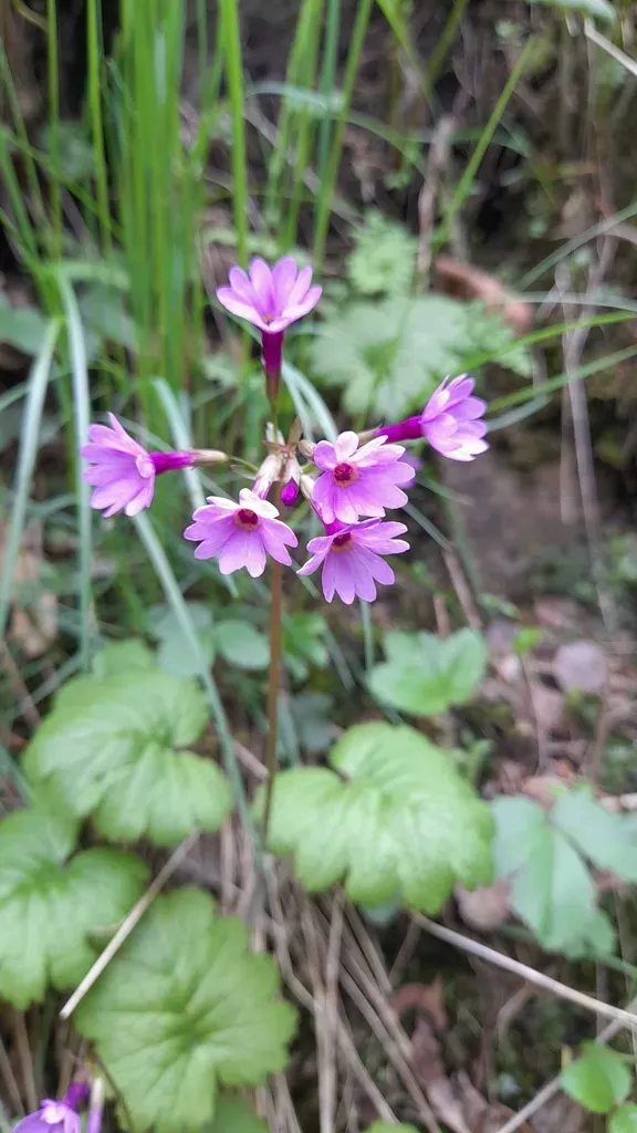 Primula Kaufmanniana