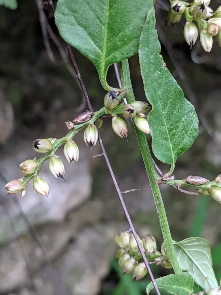 West Indian Cock's Comb