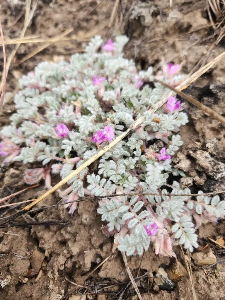 Goose Creek Milkvetch