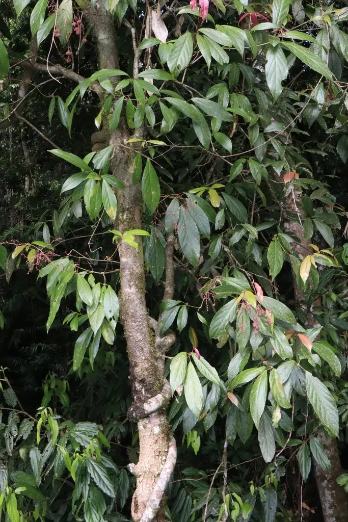 Rockinghamia Angustifolia