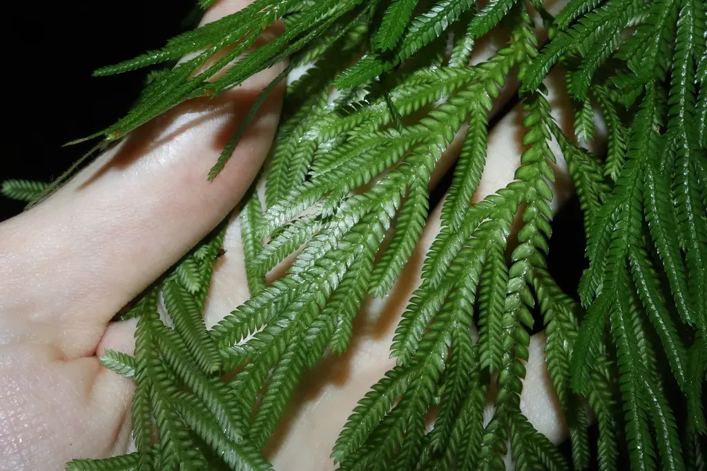 Electric Fern