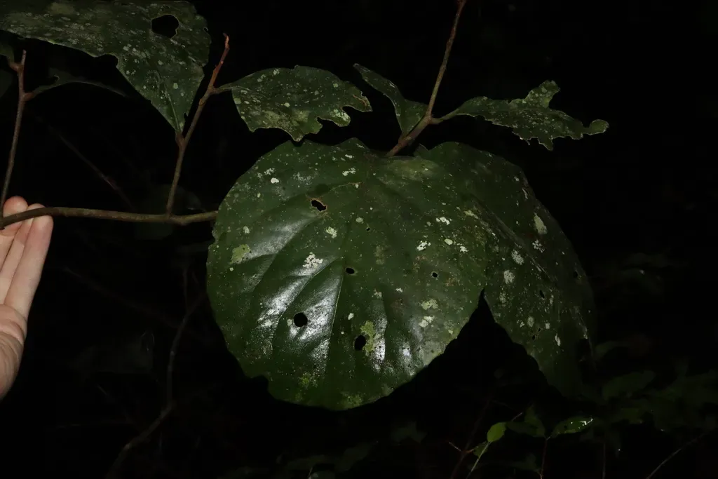 Hollandaea Sayeriana