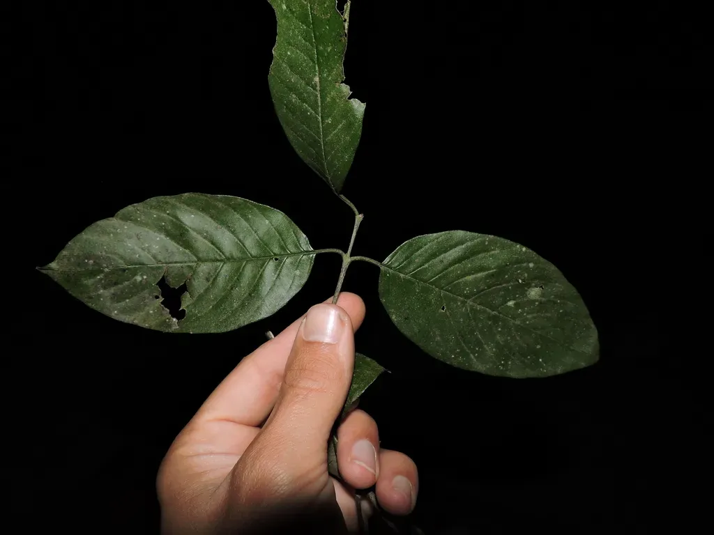 Rhamnidium Elaeocarpum