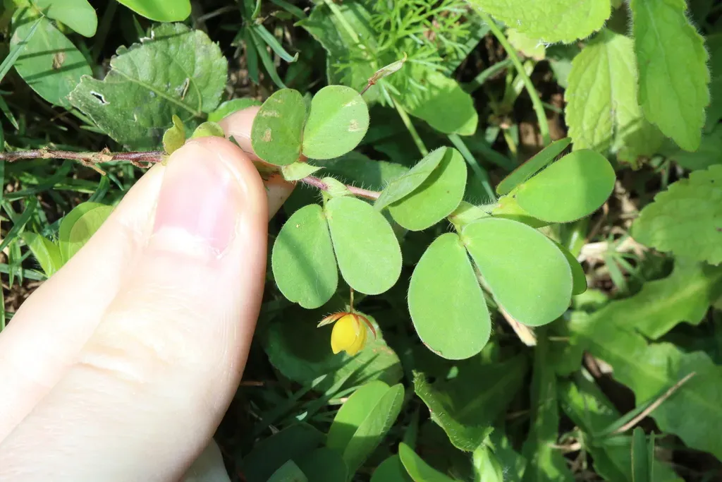 Roundleaf Sensitive Pea