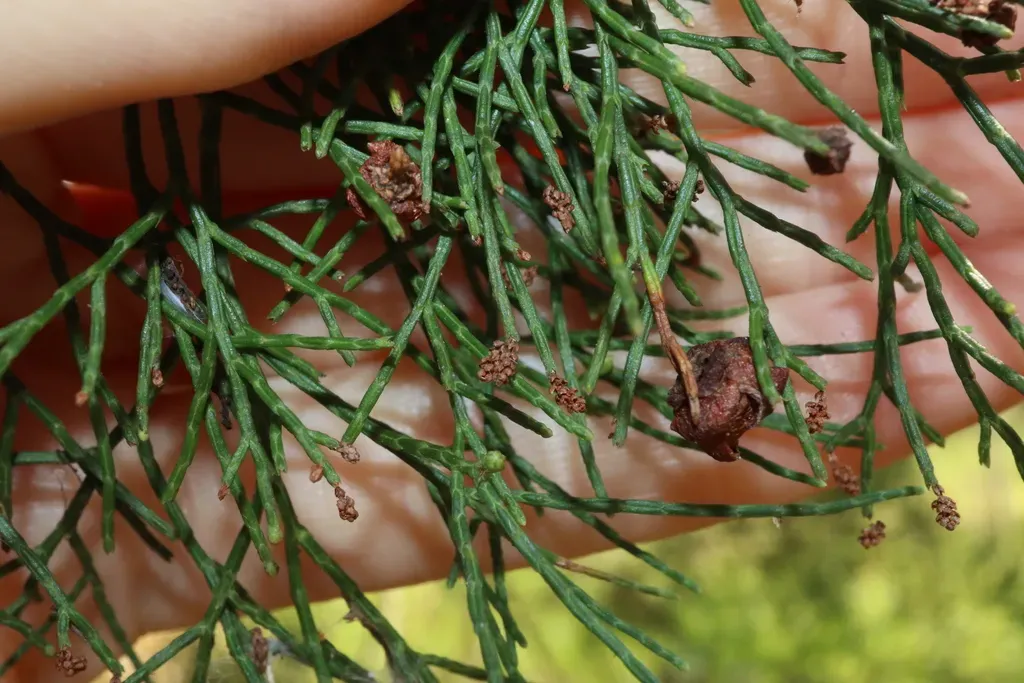 Callitris Intratropica