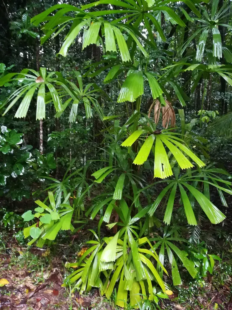 Australian Fan Palm