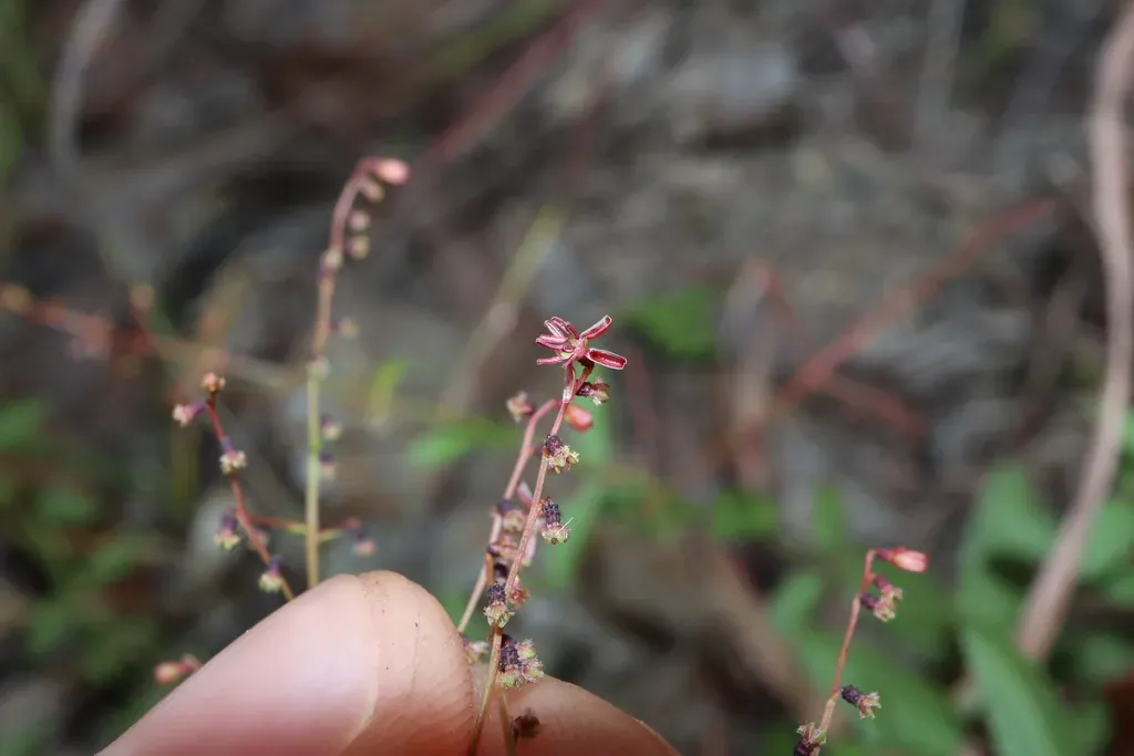 Gonocarpus Acanthocarpus