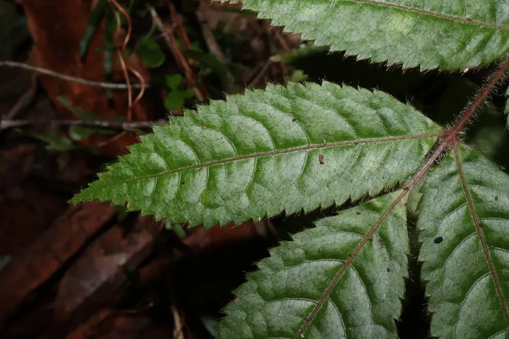 Gillbeea Adenopetala