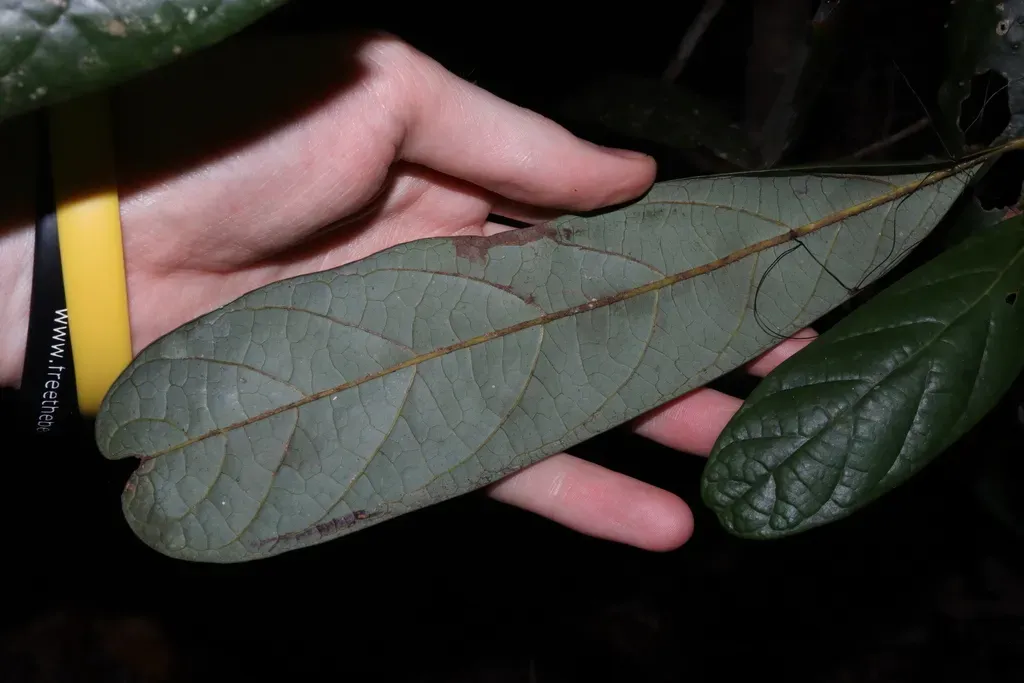 Cryptocarya Mackinnoniana