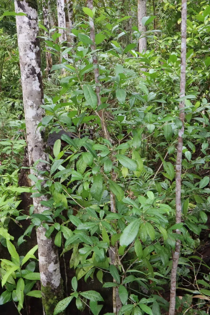 Euodia Hylandii