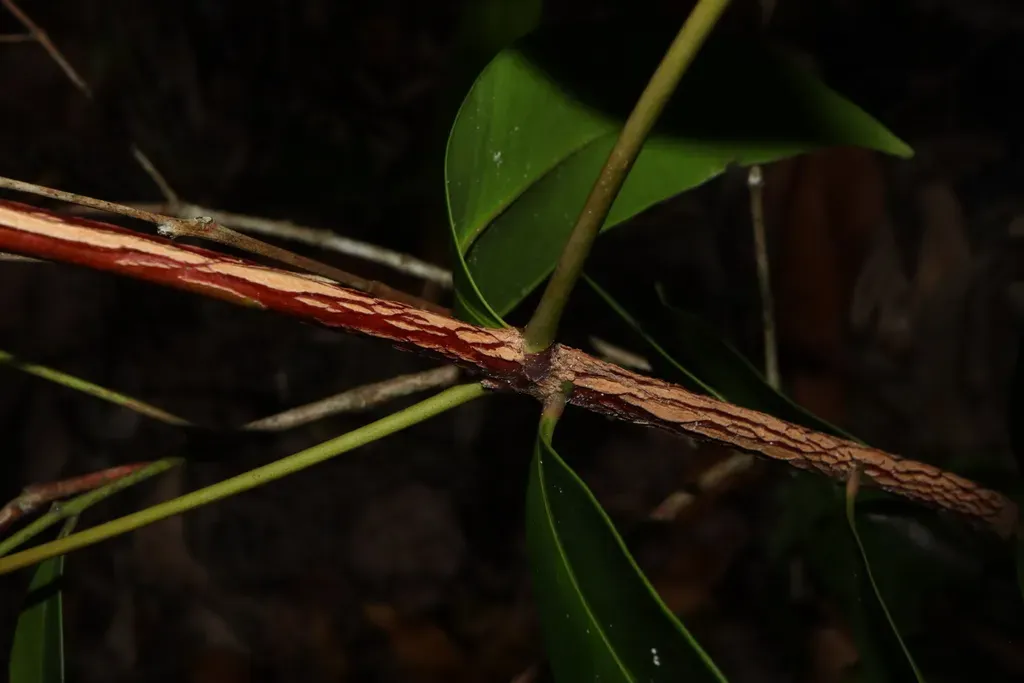 Syzygium Hemilamprum