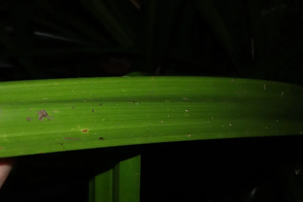 Scirpodendron Ghaeri