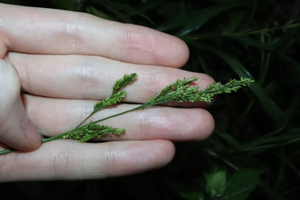 Cyrtococcum Oxyphyllum