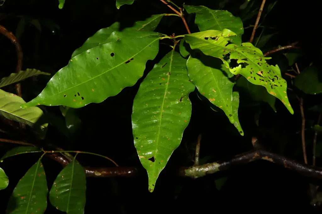 Dinosperma Stipitatum