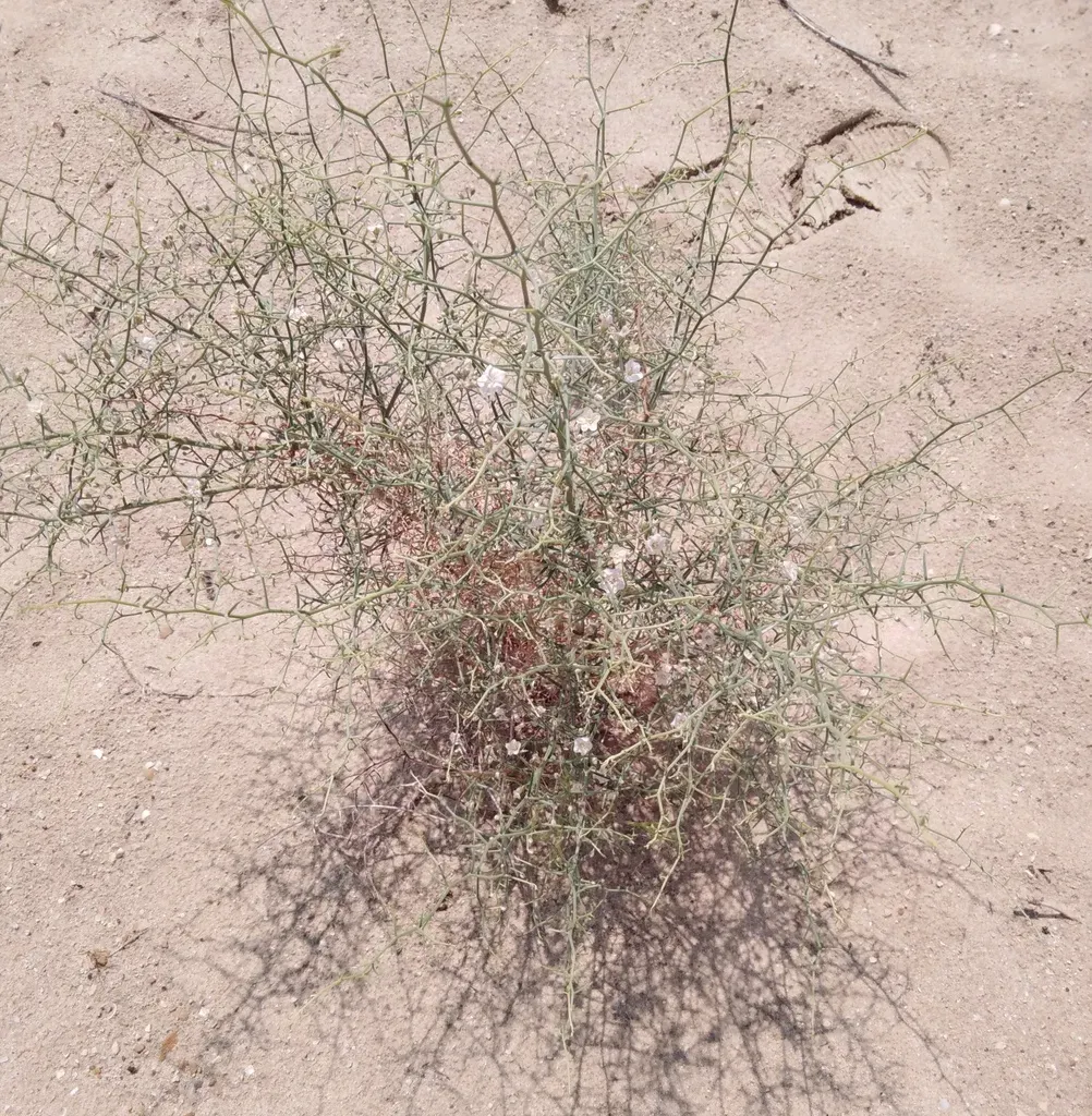 Convolvulus Erinaceus