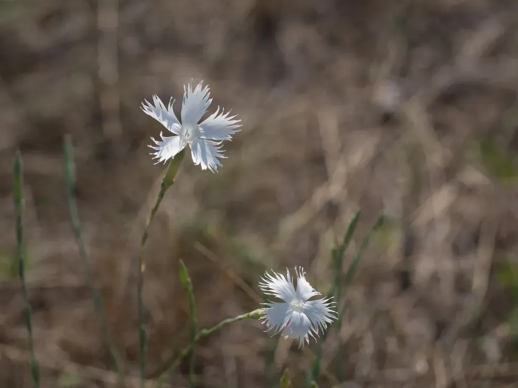 Dianthus Serotinus