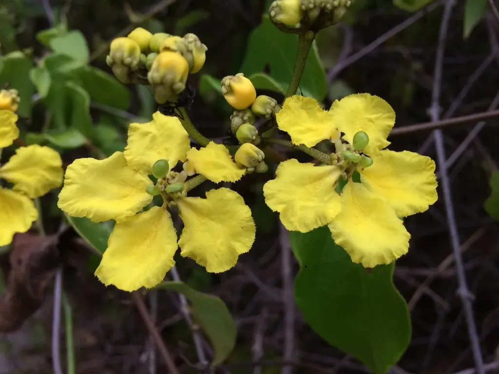 Stigmaphyllon Blanchetii