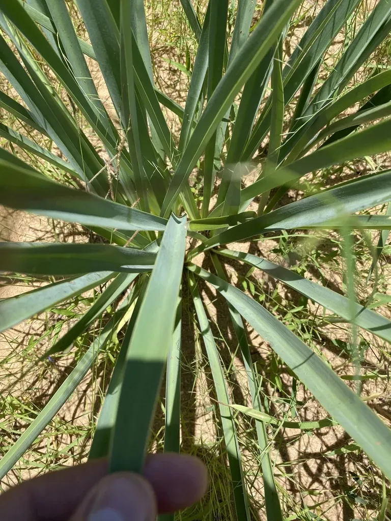 Hymenocallis Sonorensis