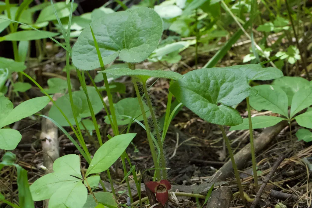 Lemmon's Wild Ginger