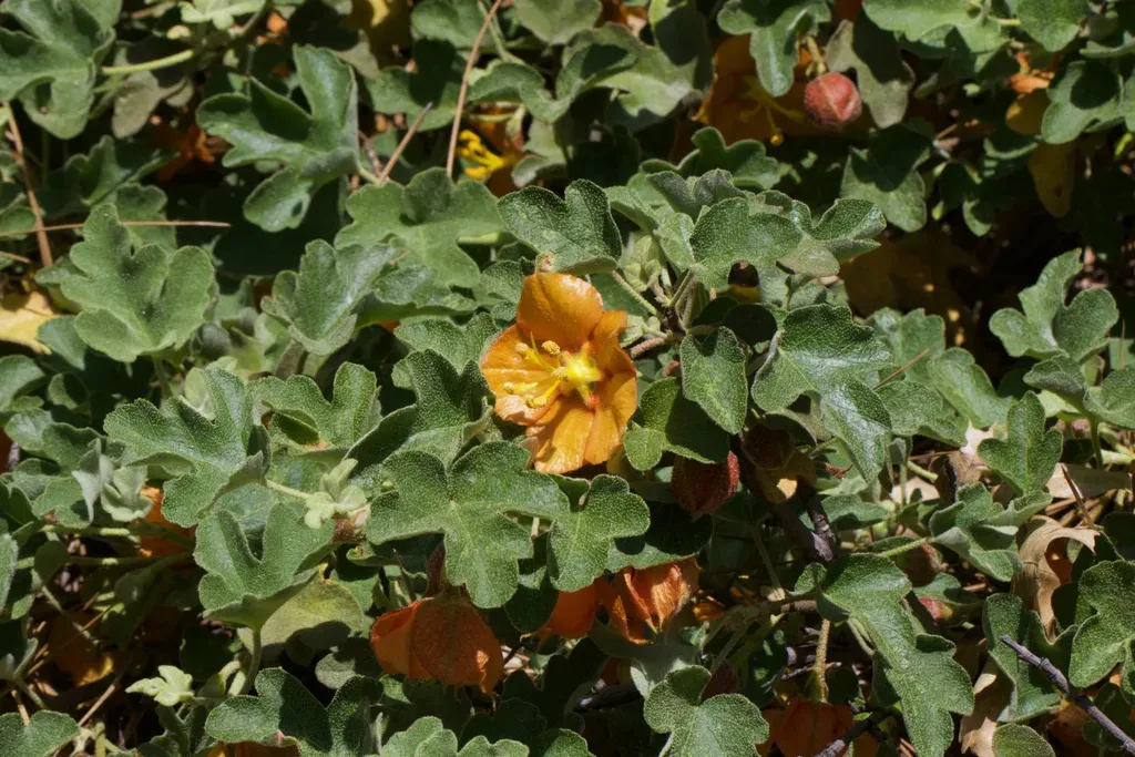 Pine Hill Flannelbush