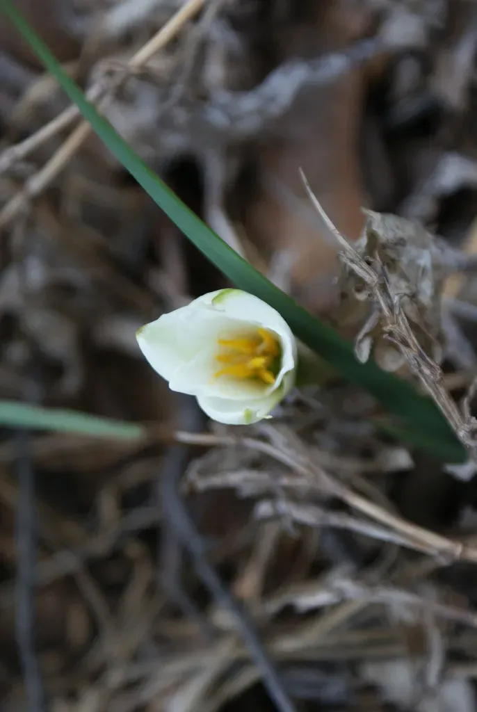 Zephyranthes Alba