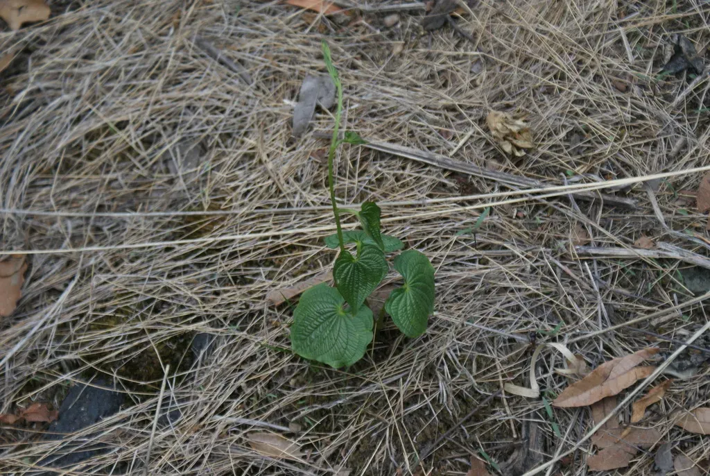 Dioscorea Galeottiana