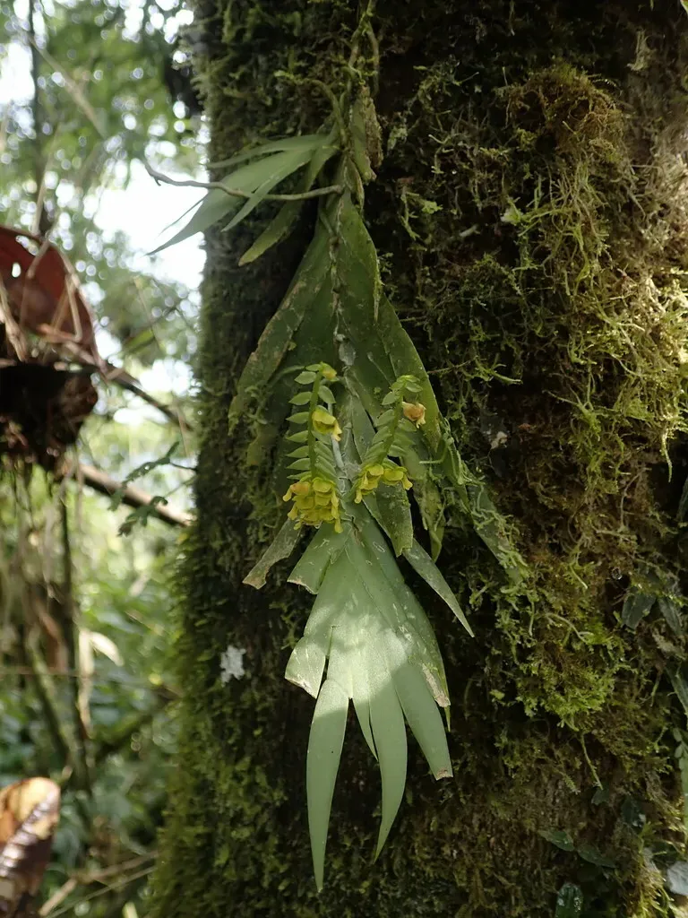 Ornithocephalus Ecuadorensis