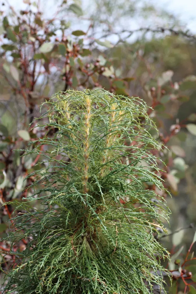 Banksia Columnaris