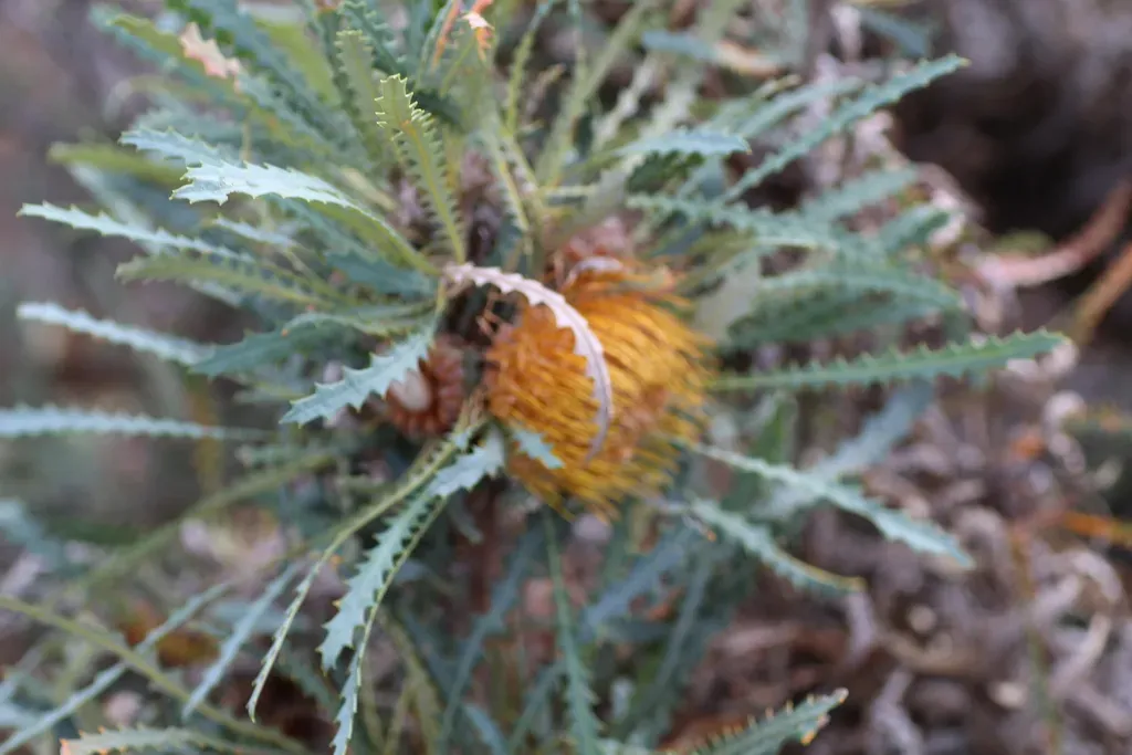 Banksia Stuposa