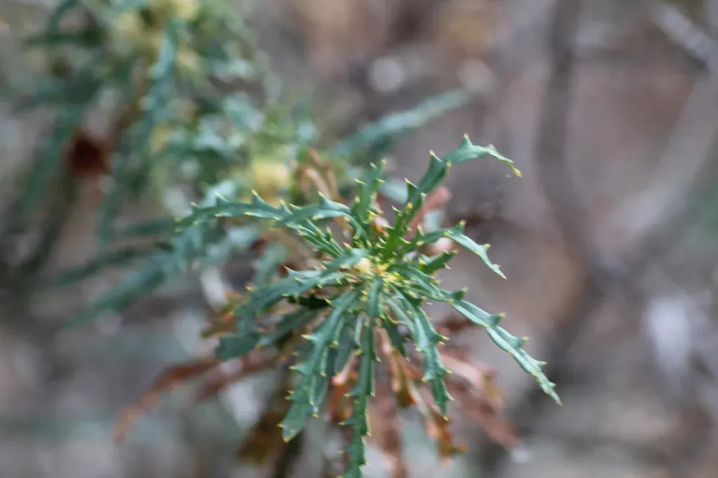 Banksia Cynaroides