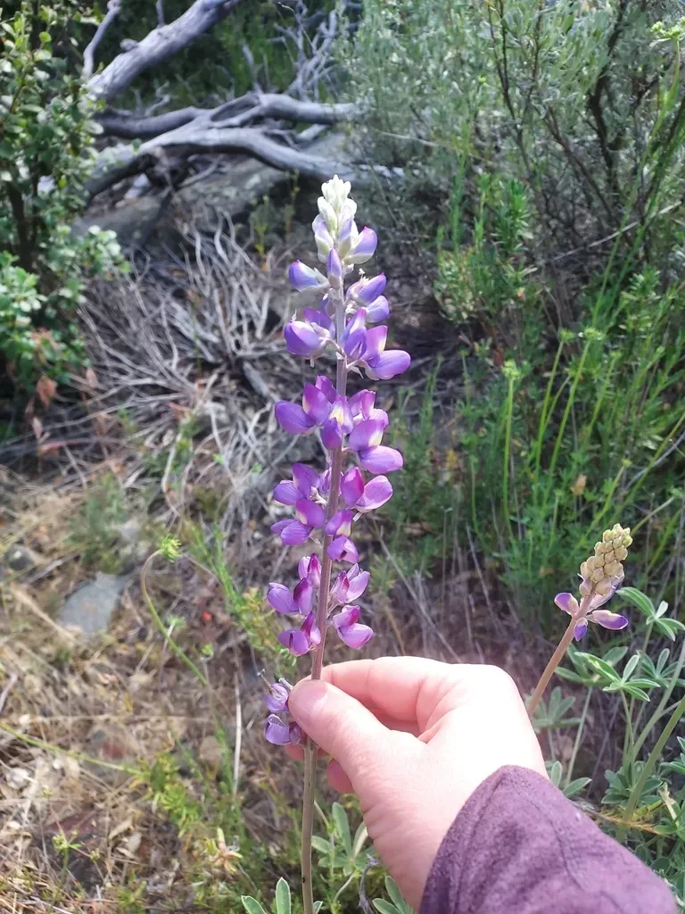 Grape Soda Lupine