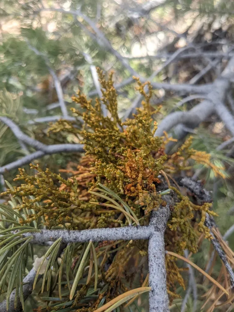 Pinyon Dwarf-mistletoe