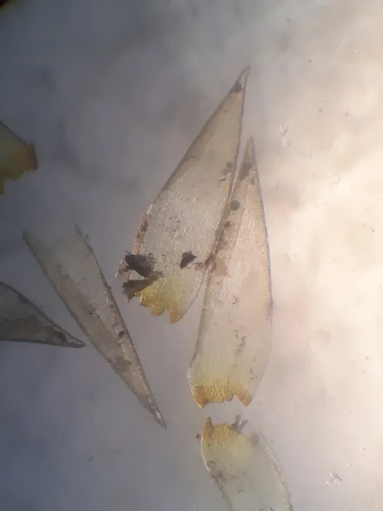 Dicnemon Semicryptum