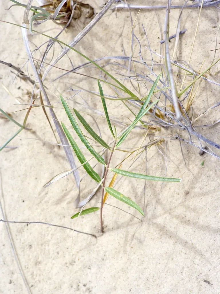 Sand Milkweed