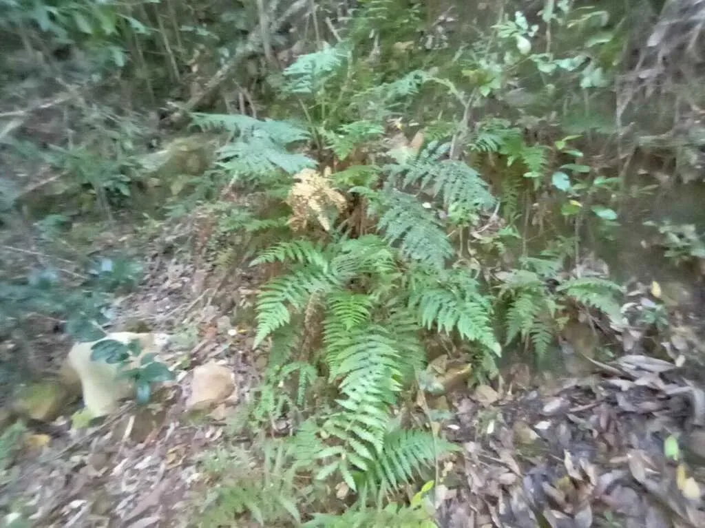 Forest Shield Fern