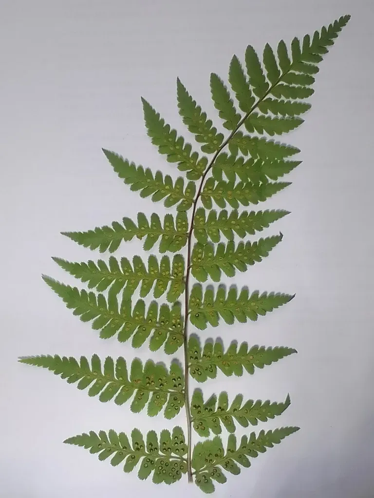 Thin-stemmed Forest Fern