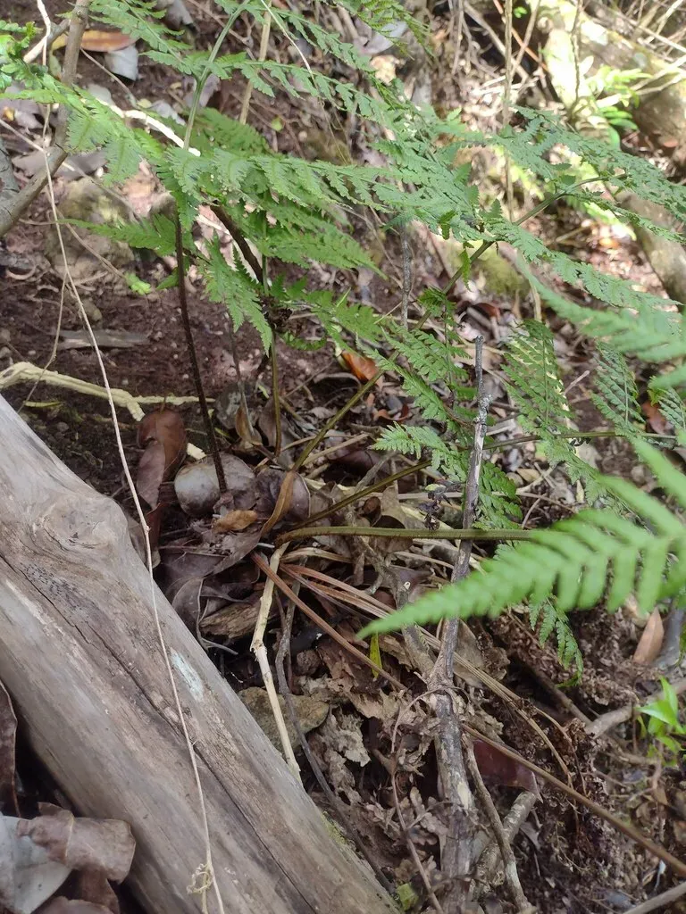 Dryopteris Sandwicensis