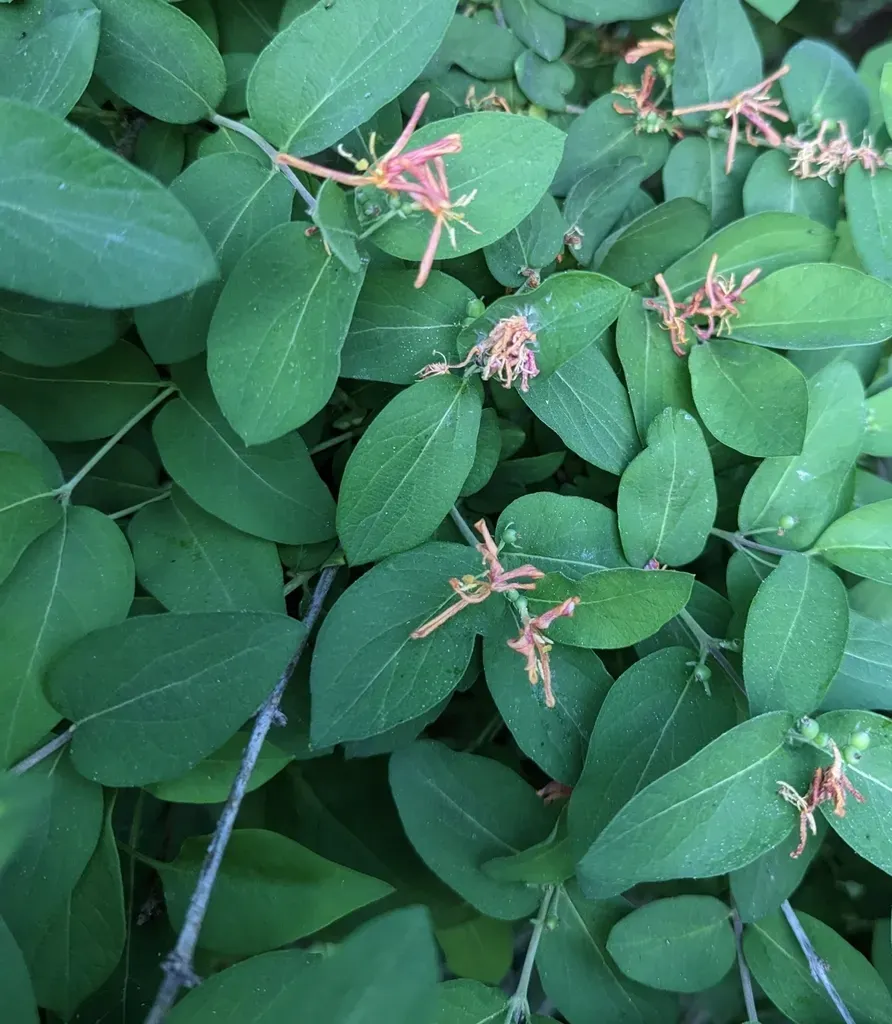 Bell's Honeysuckle