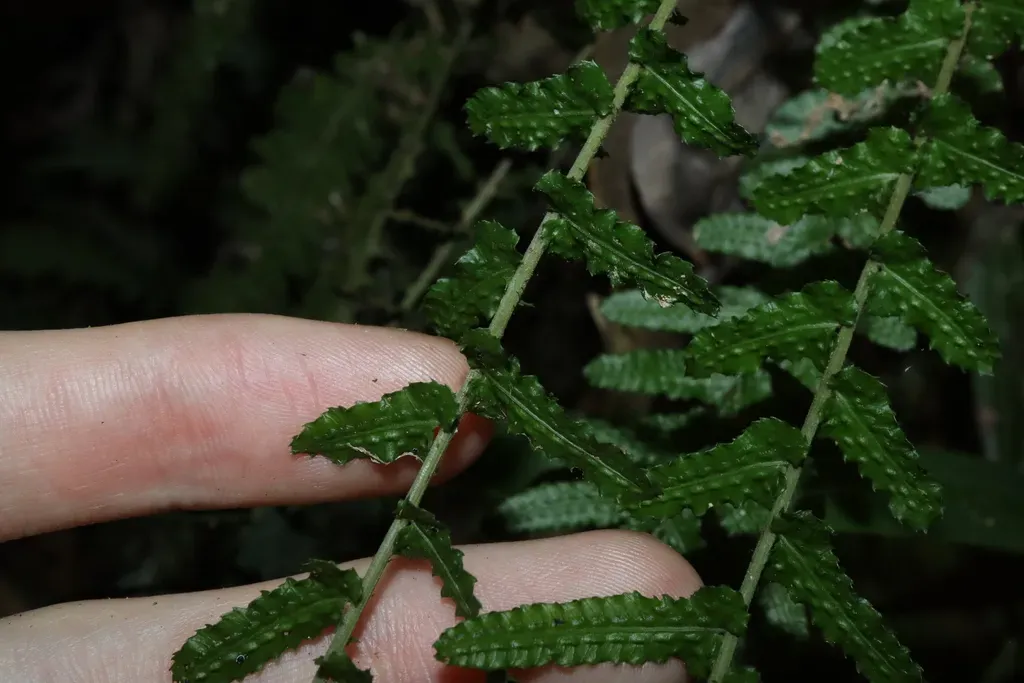 Common Rasp Fern