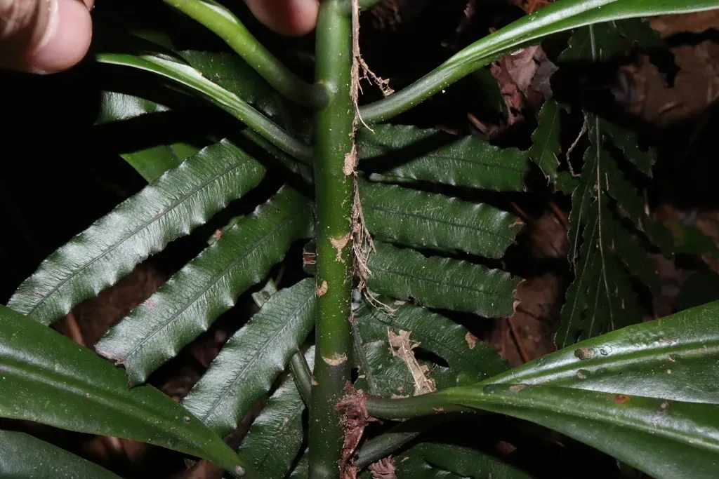 Australian Pepper Tree