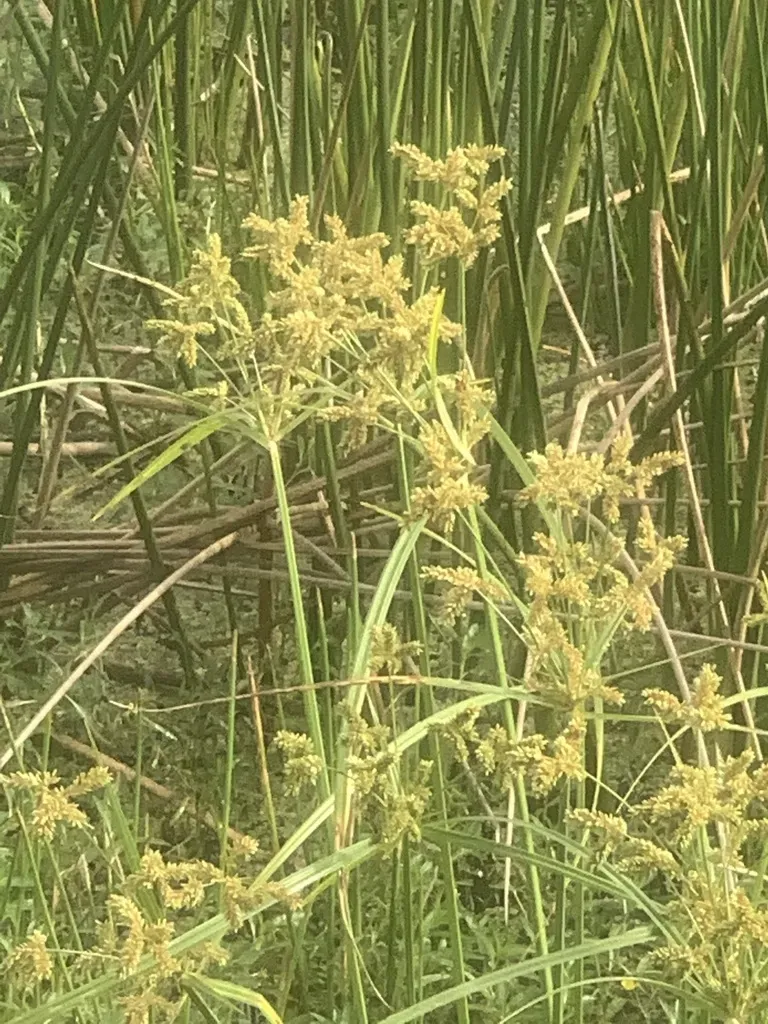 Foxtail Flatsedge