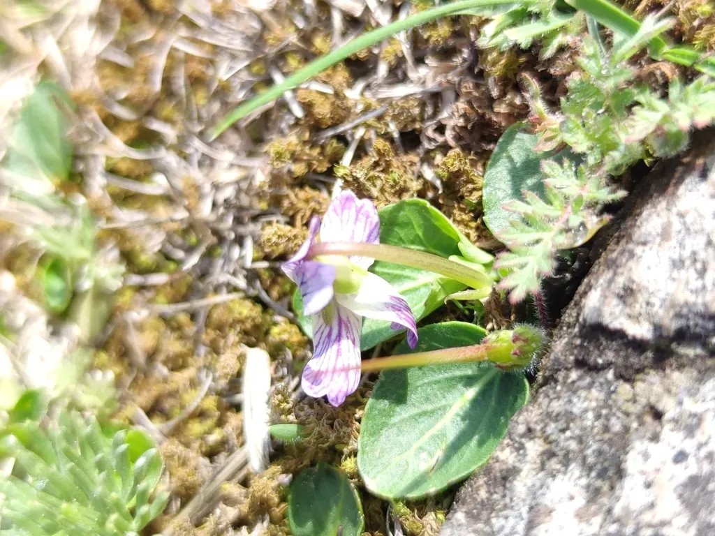 Viola Humilis