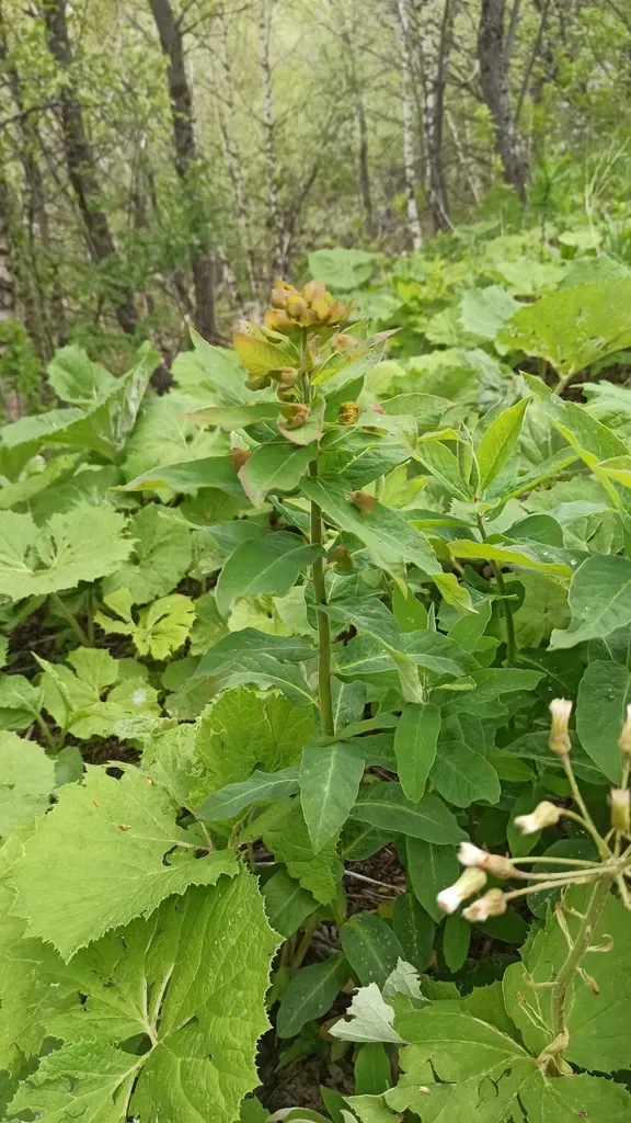 Euphorbia Oblongifolia