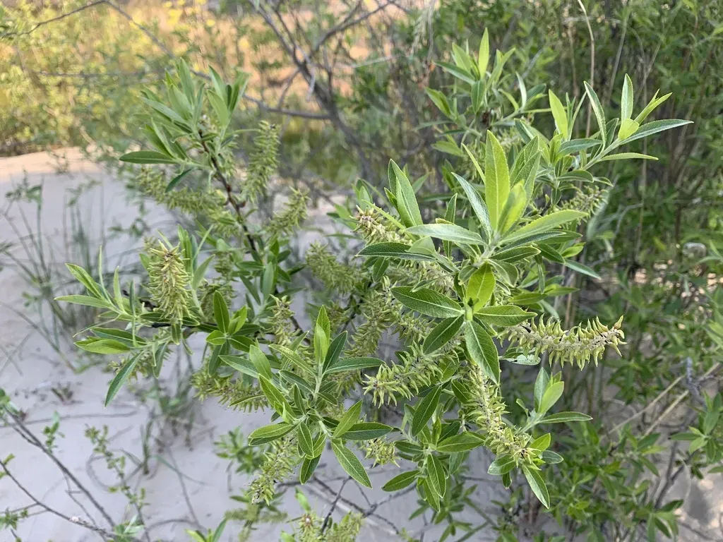 Sand Dune Willow