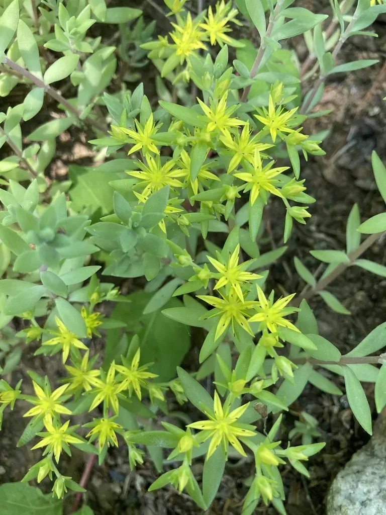 Stringy Stonecrop