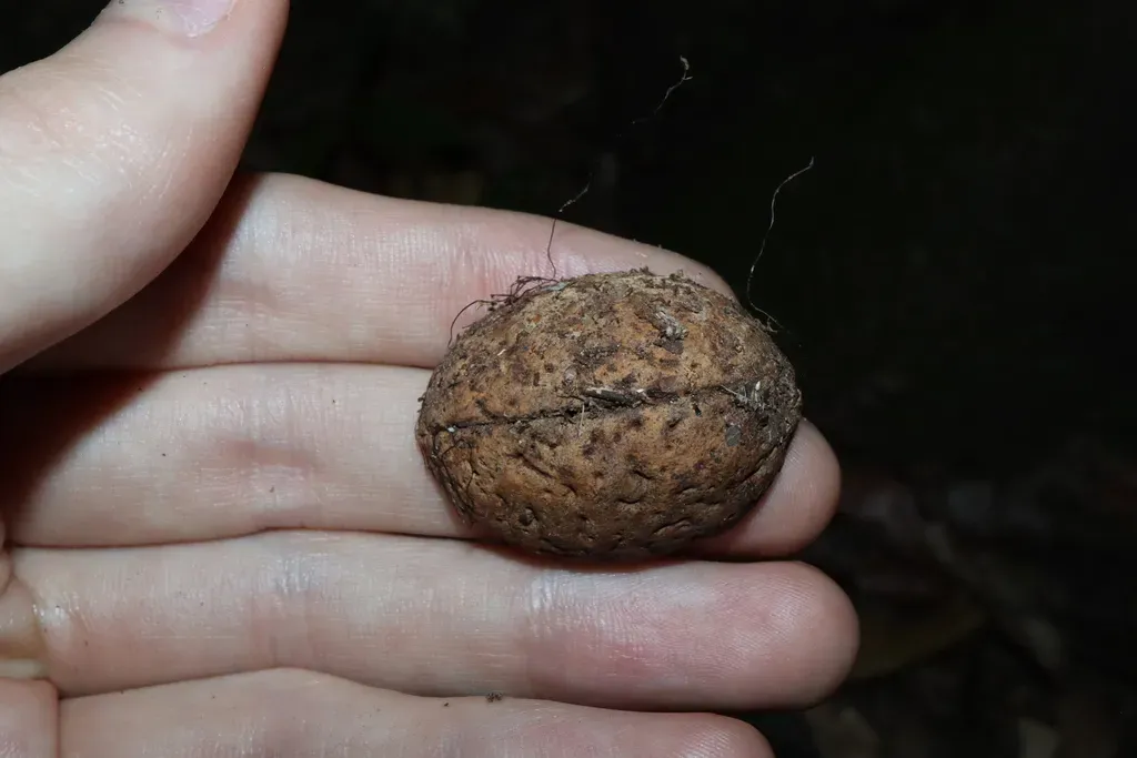 Elaeocarpus Bancroftii