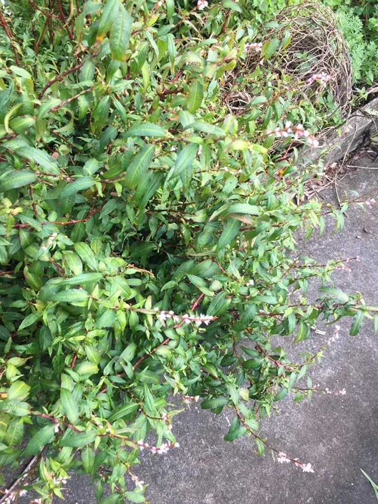 Vietnamese Coriander